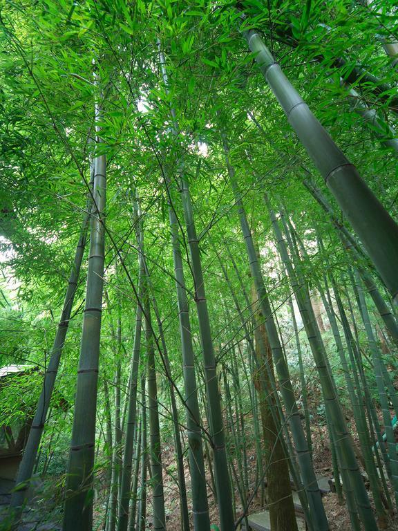 하코네 도키노시주쿠 외부 사진 Bamboo forest
